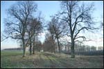 Lecieszyn.  Park dworski (pozostałości)