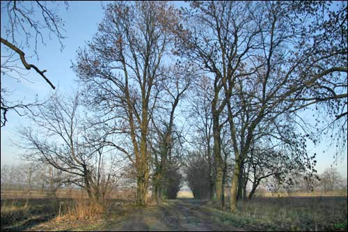 Leciašyn. Manor park (fragments)