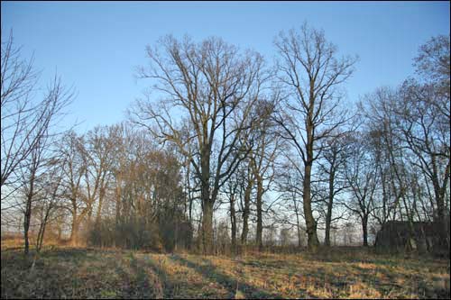 Leciašyn. Manor park (fragments)