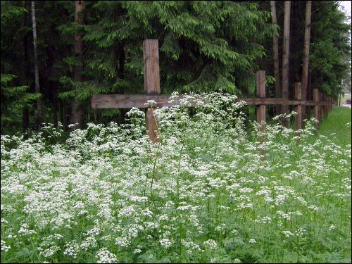  -  Kurapaty. 