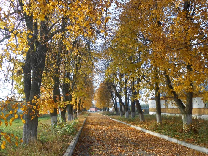  - Сядзібна-паркавы ансамбль Гартынгаў. Алея