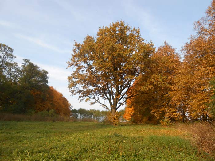  - Сядзібна-паркавы ансамбль Гартынгаў. Фрагмент парку