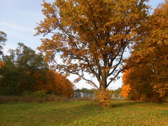  - Сядзібна-паркавы ансамбль Гартынгаў. У парку