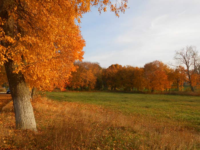  - Сядзібна-паркавы ансамбль Гартынгаў. У парку