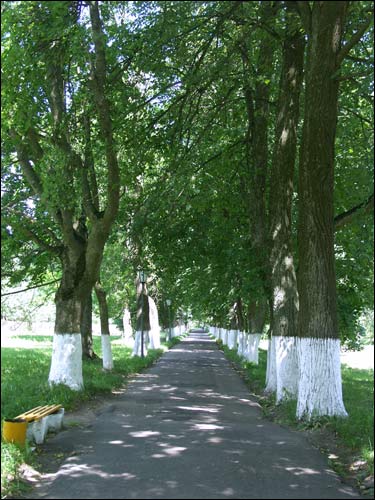  - Палацава-паркавы ансамбль Рдултоўскіх. Алея ў парку