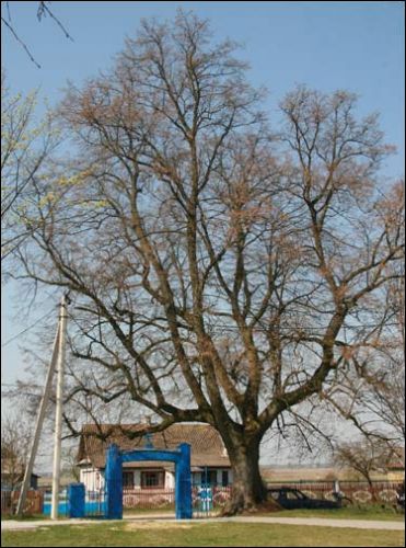  - Cerkiew Św. Trójcy. Brama cerkiewna, 04.2009