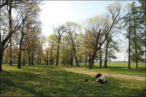  - Zespół dworsko-parkowy Pusłowskich. Fragment parku, 04 2009