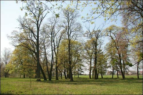  - Zespół dworsko-parkowy Pusłowskich. Fragment parku, 04 2009