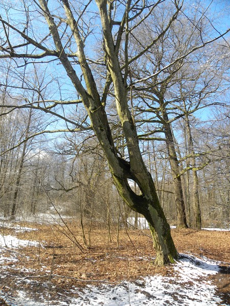  - Zespół dworsko-parkowy Pusłowskich. 