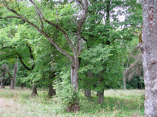 Tatarszczyzna. Park dworski Łęskich