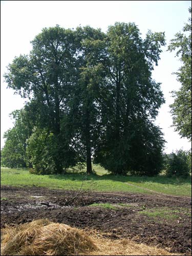 Karack. Dwór Czarnockich