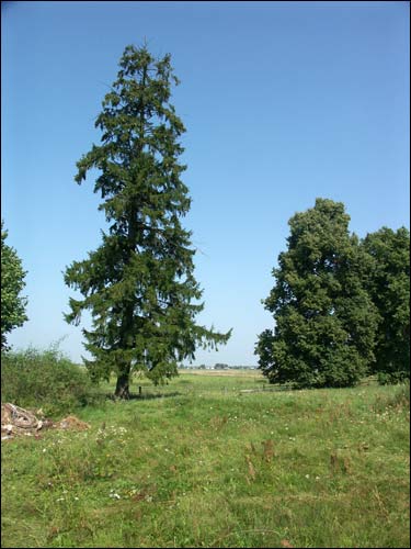 Karack. Dwór Czarnockich