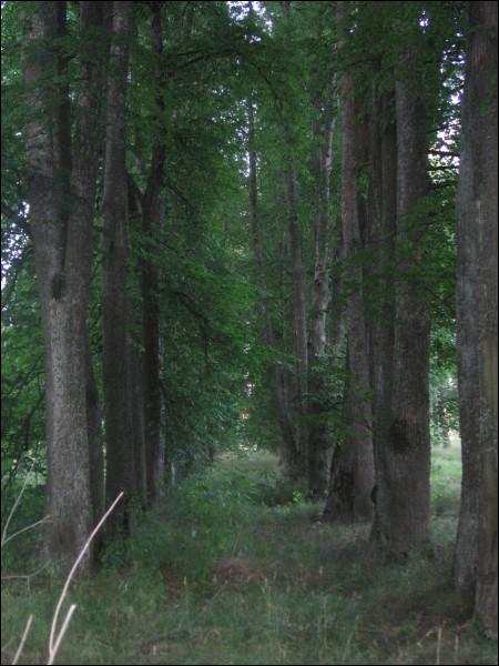  - Manor of Bohdanowicz. Alley
