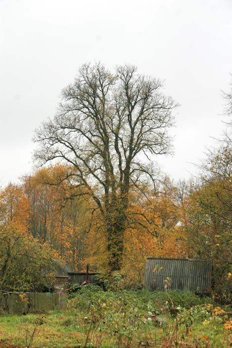 Maćkaŭcy. Farmstead of Bohdanowicz