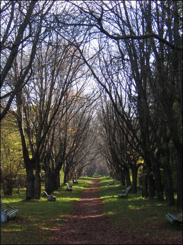  -  Сад батанічны. Алея