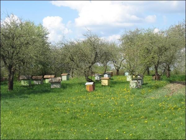 Цюкшы. Краявіды 