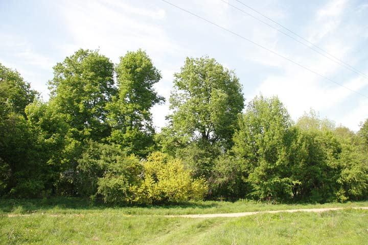 Pohost. Park dworski 