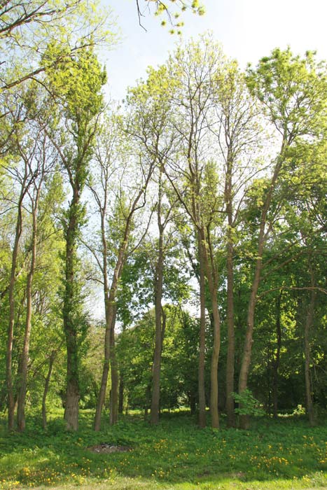 Pohost. Park dworski 