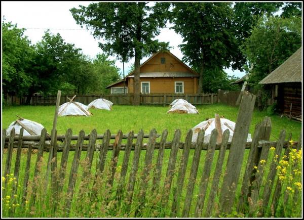Сосенка. У вёсцы 