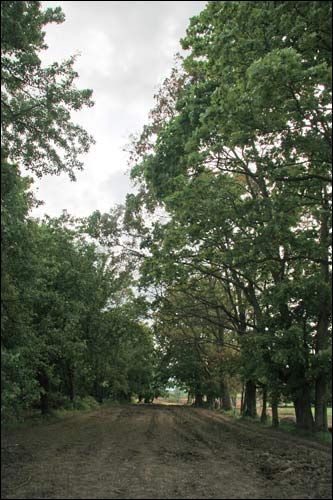 Малевa. Прысядзібны парк (рэшткі)