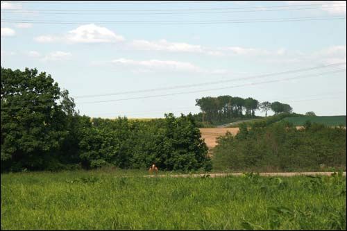 Малевa. Прысядзібны парк (рэшткі)