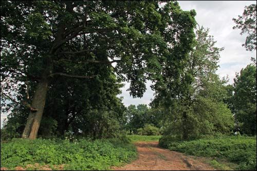 Малевa. Прысядзібны парк (рэшткі)