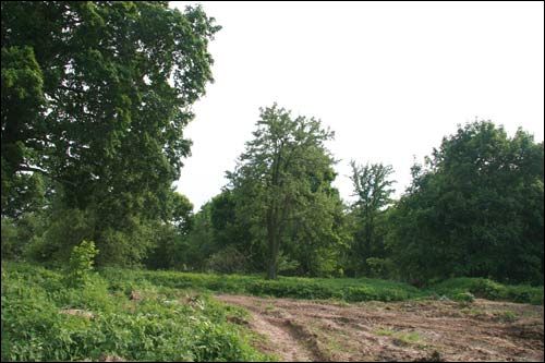 Малевa. Прысядзібны парк (рэшткі)