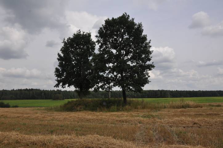  - Cmentarz rodzinny Woyniłłowiczów. 