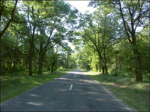 Дарога на Дамачава Дамачава. Краявіды