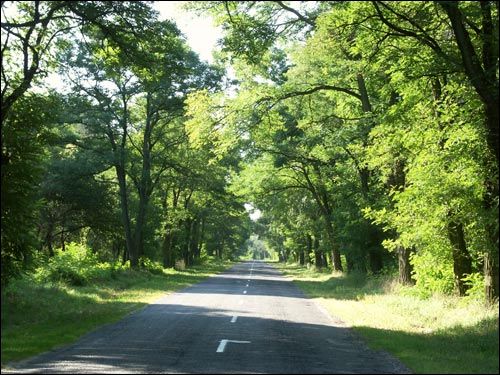 Дарога на Дамачава Дамачава. Краявіды