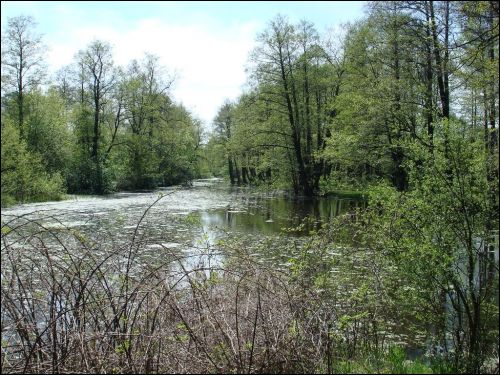 Старае рэчышча р. Буг Дамачава. Краявіды