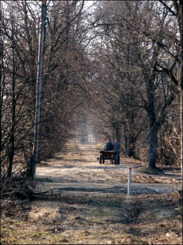  - Краявіды . Уязная алея да сядзібы Гарцінгаў