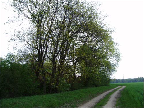  -  .    (05.2008)