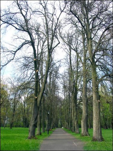Niasviž. Park Old