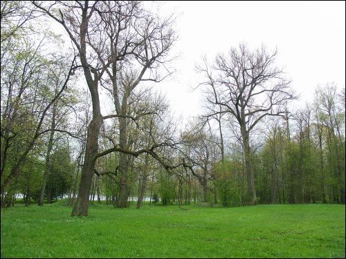 Niasviž. Park Old