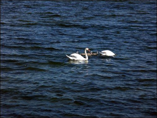  - Krajobrazy . Łabędzie na jeziorze