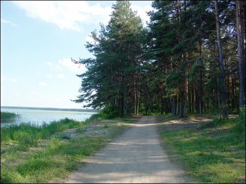  - Krajobrazy . W tym lesie znajdują się umocnienia obronne z czasu I wojny światowej
