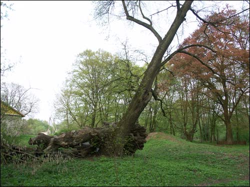 Zvody Małyja. Manor park of the Hutoŭski former Manor-place
