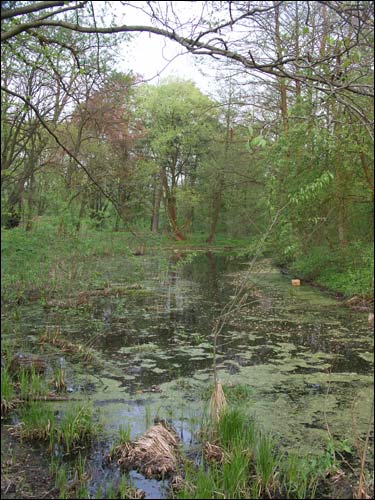 Zvody Małyja. Manor park of the Hutoŭski former Manor-place