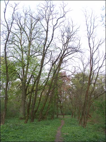 Zvody Małyja. Manor park of the Hutoŭski former Manor-place