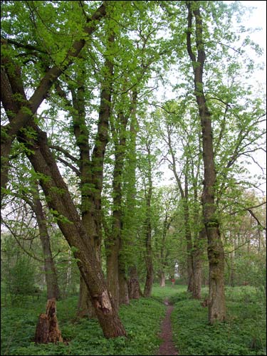 Zvody Małyja. Manor park of the Hutoŭski former Manor-place