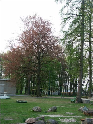 Zvody Małyja. Manor park of the Hutoŭski former Manor-place