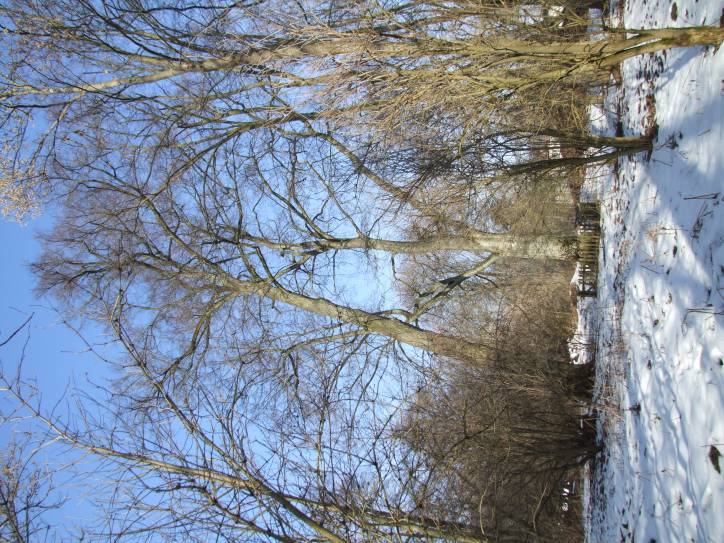 Zvody Małyja. Manor park of the Hutoŭski former Manor-place