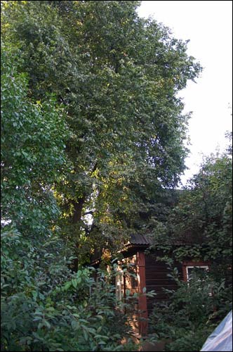  -  Hrušaŭka suburb. 