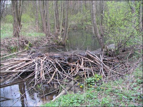Małaja Lucinka.  Lucynka – the Gate of Nalibaki Forest