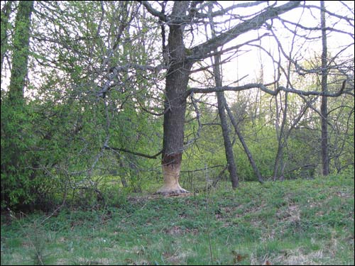 Małaja Lucinka.  Lucynka – the Gate of Nalibaki Forest