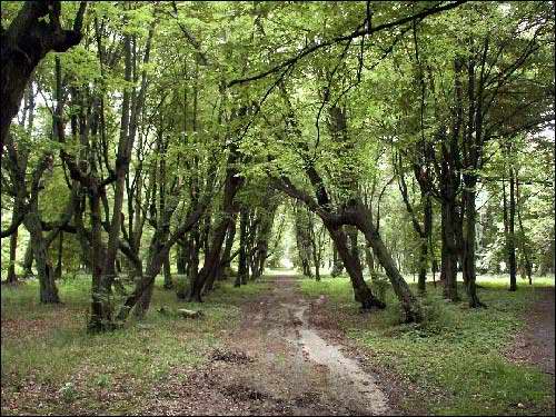  - Zespół dworsko-parkowy Niemcewiców. Park, 01.06.2002