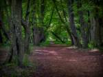 wieś Skoki - Zespół dworsko-parkowy Niemcewiców wieś Skoki - Zespół dworsko-parkowy Niemcewiców