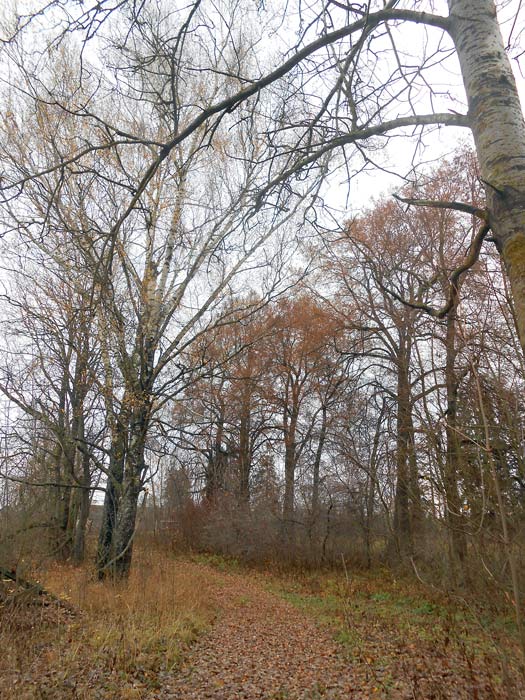  - Manor Kowalewszczyzna. The alley