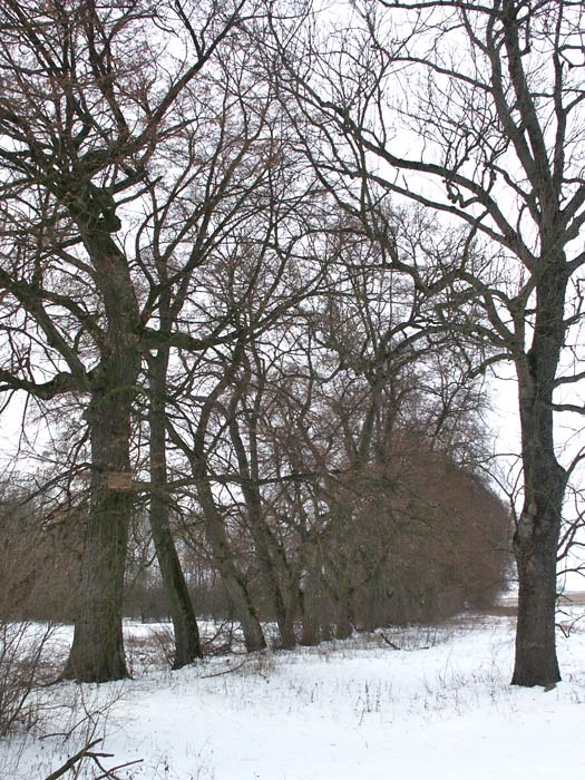  - Park dworski Tołłoczków. Fragment parku